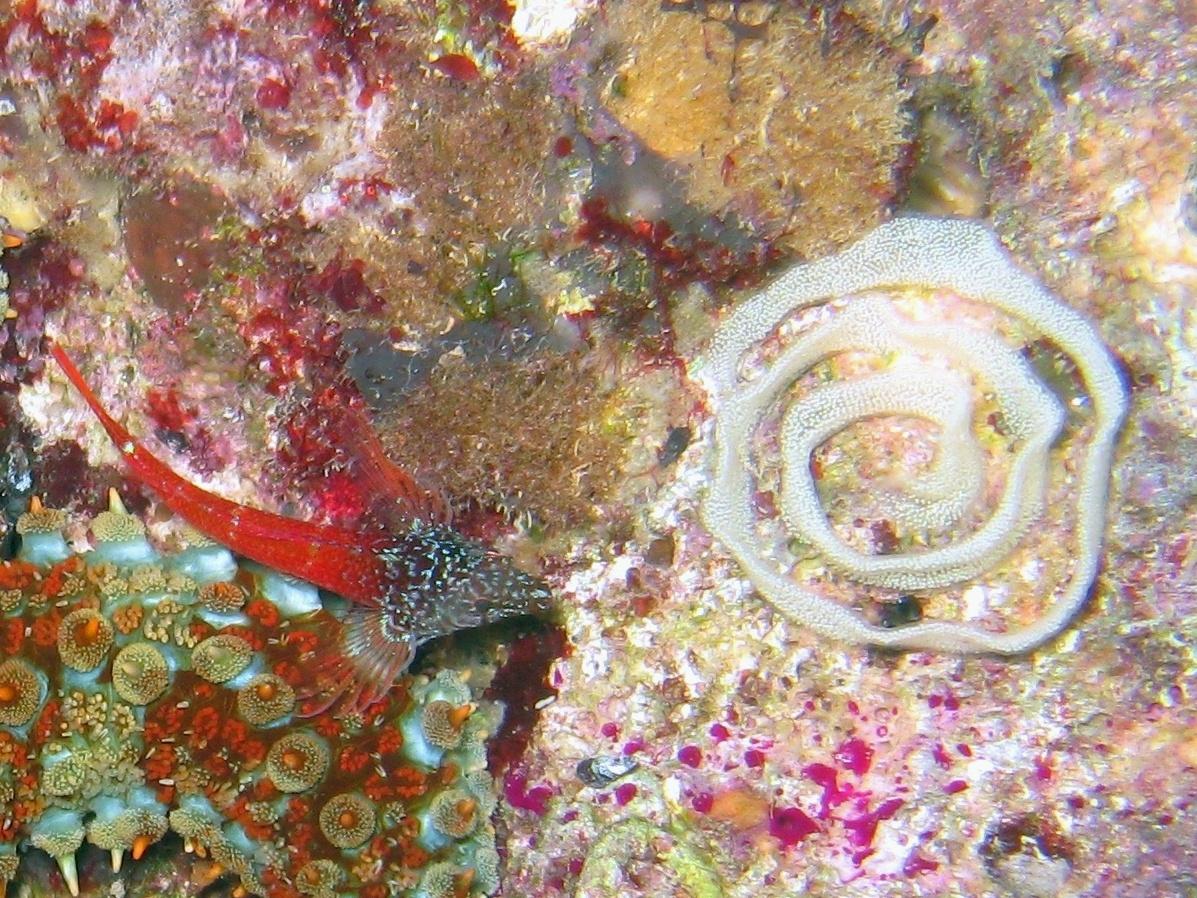 Riproduzione Discodoris atromaculata